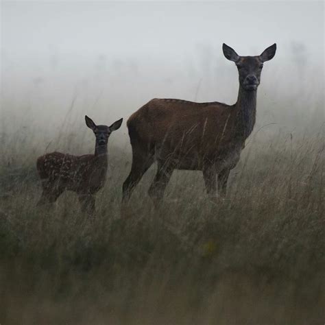 Two Deer Standing Next To Each Other In A Field On A Foggy Day With