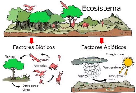 Los Ecosistemas Social Hizo