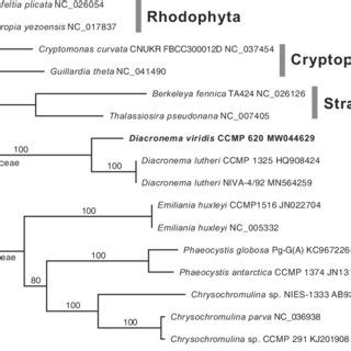 The maximum-likelihood mtDNA phylogeny of haptophytes based on 15... | Download Scientific Diagram