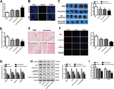 Klf As In Exosomes Secreted By Human Mesenchymal Stem Cells Can