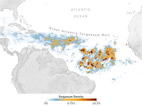 Volume Recorde De Algas Sarga O Come A Chegar S Praias Do Caribe E Da