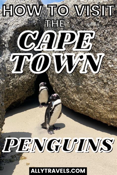 Visiting the Famous Cape Town Penguins: The Ultimate Guide