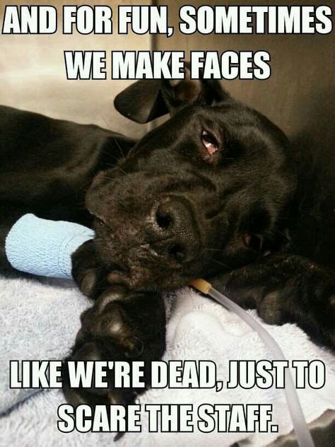 22 Best Veterinary Medicine Humor Ideas Vet Med Veterinary Medicine