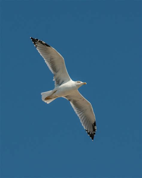 Flock of Birds Flying · Free Stock Photo