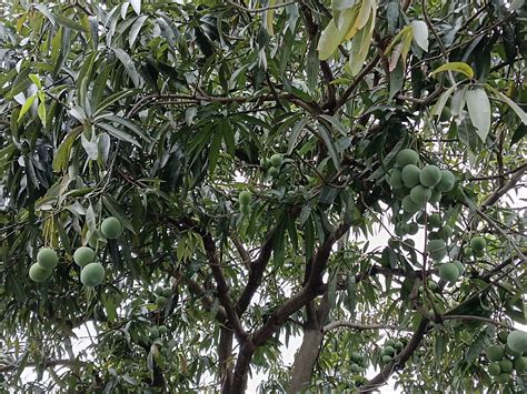 Mangga Apel Information And Facts