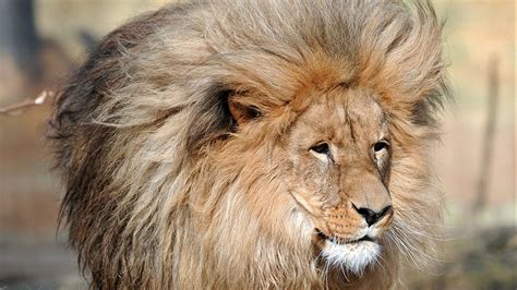 Lion With Luscious Head Of Hair Becomes Viral Sensation Fox News