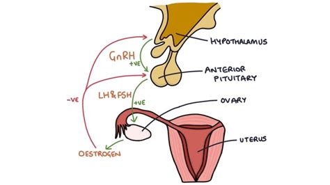 Female Sex Hormones Zero To Finals