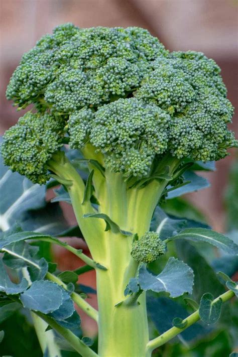 How To Grow Broccoli In Containers Gardeners Path In Growing