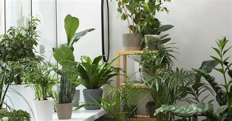 La Solution Pour Garder Vos Plantes En Vie Pendant Les Vacances