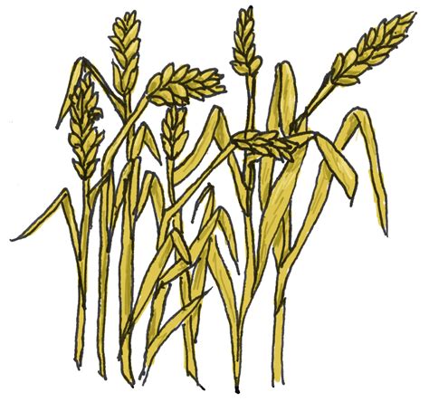 Cartoon Wheat Clipart Best