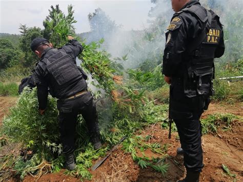 Destruyen Miles De Matas De Marihuana En Totonicap N