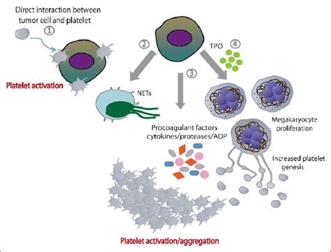 Mechanisms Involved In Tumor Cell Induced Thromboembolic Events Tumor