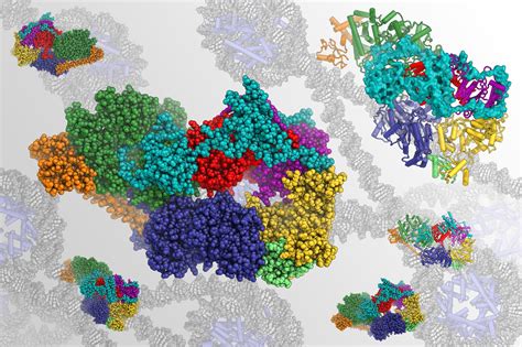 Details Coming Together ELife Science Digests ELife