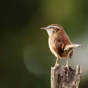 Carolina Wren - Facts, Diet, Habitat & Pictures on Animalia.bio