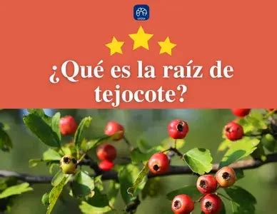 Qu Es La Ra Z De Tejocote Y Para Qu Sirve Concepto Y Ejemplos