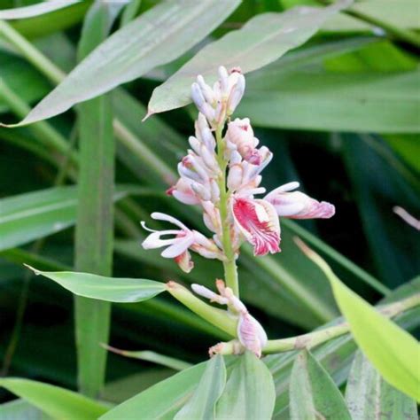 Galangal (Alpinia officinarum) - Galangal plant for sale