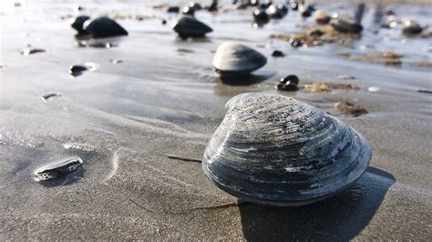 A Clam Believed To Be Extinct For 40 000 Years Baffles Scientists With