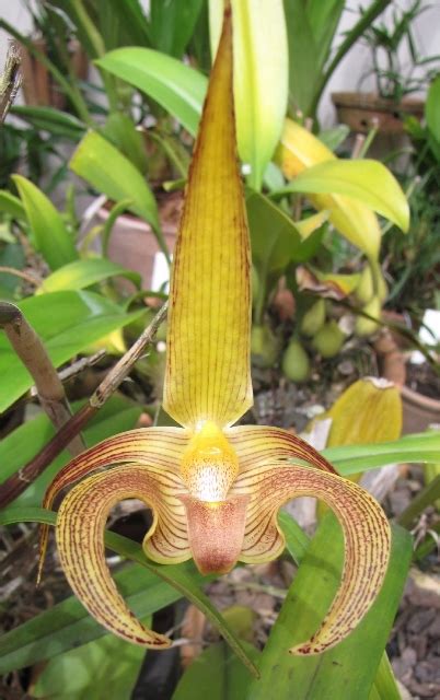 Bulbophyllum Lobbii Orquid Rio Santa B Rbara