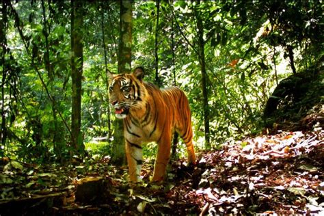 Gunung Leuser National Park Sumatra Authentic Indonesia