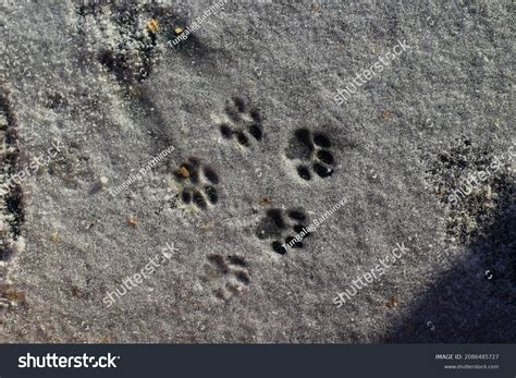 Cat Paw Prints On Winter Snow Stock Photo 2086485727 | Shutterstock