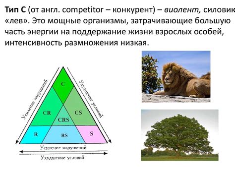 Биоразнообразие - презентация онлайн