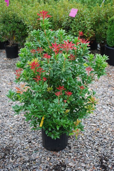 Evergreen Shrubs - Planters' Choice