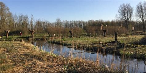 Natuur En Biodiversiteit In Polderpark Cronesteyn Sleutelstad