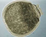 Marine planktonic larvae.