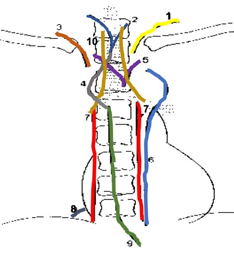 Lignes M Diastinales Diagram Quizlet