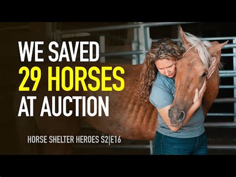 Horse Shelter Heroes | S2E16 | Full Episode - YouTube