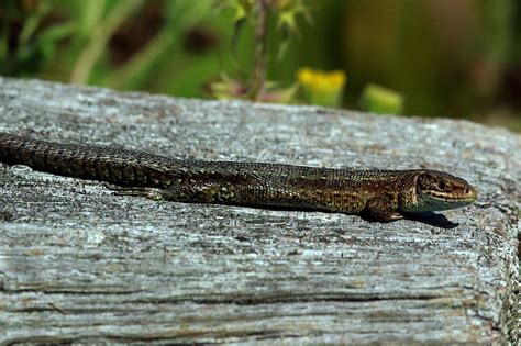 12 Animals That Are Native To Ireland - Ireland Travel Guides