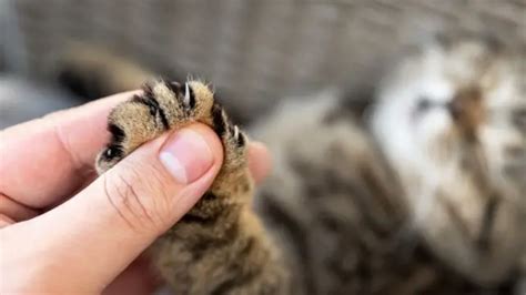 Por Que Os Gatos Amassam A Origem Da Curiosa Massagem Que Fazem Em