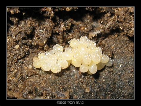 Abandoned Earwig Eggs by vertigoelectric on DeviantArt