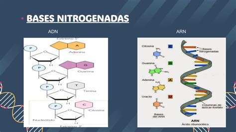 Diferencias Entre El Cido Desoxirribonucleico Y Acido Ribonucleico