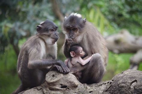 Bioparc Valencia Conmemora El D A Del Medio Ambiente Con El Nacimiento