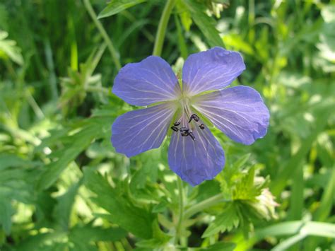 Ohio Field Guide Wild Geranium