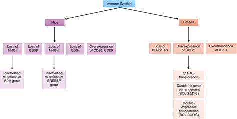 Mechanisms Of Immune Evasion And Novel Treatments For Relapsed And