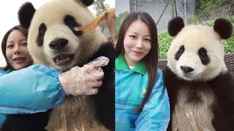 Panda S Selfie Skills Go Viral Chinlingo