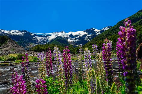 Cerro Tronador Y Ventisquero Negro Bariloche Tours