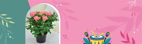 Роза Горкунов – Новосибирск – Флористические центры фирмы "Горкунов" в ...