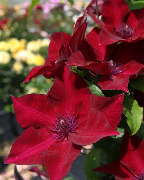 Nubia Boulevard Clematis Plant Library Pahls Market Apple Valley Mn