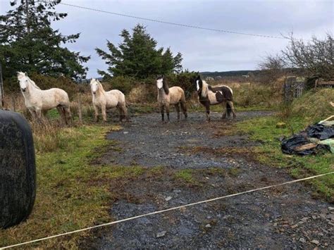 horses for sale in Cork for €12 on DoneDeal