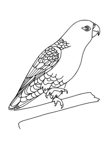 Parakeet Coloring Pages Free Printable