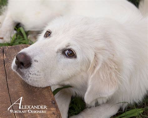 Golden Pyrenees Puppies For Sale California | King of Pet Hobby