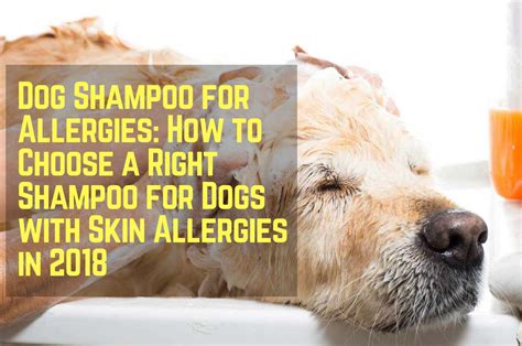 Dog Shampoo for Skin Allergies: Does It Actually Work? | Therapy Pet