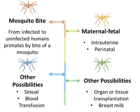 The Zika Virus An Introduction