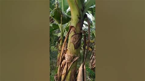 Tips Perawatan Pohon Pisang Dengan Melakukan Pembuangan Daun Pisang