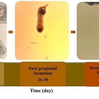 Morphological Changes In Echinococcus Granulosus Treated With