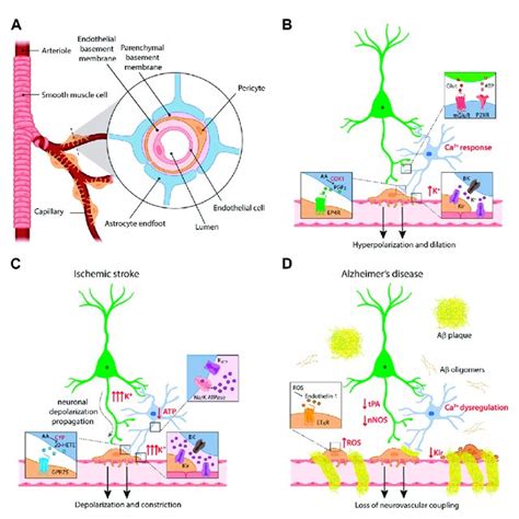 Cellular And Molecular Mechanisms Of Neurovascular Coupling A