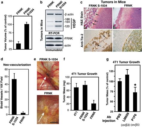 Frnk Inhibits 4t1 Tumor Growth And Neo Vascularization A 4t1 Tumor